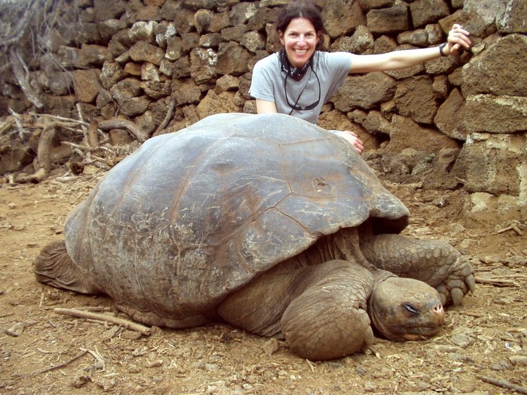 File:Tortoise-lori-big.jpg