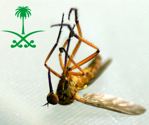 File:Saudi-mosquito.jpg