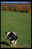 File:Cow-field-19.4.jpg