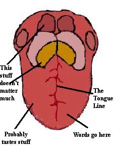 File:Tongue anatomy.JPG