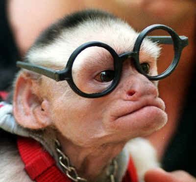 File:Monkey Nerd with Glasses.jpg