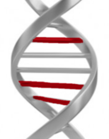 File:3 red chromosomes DNA.jpg