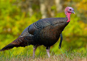 File:180px-Wild turkey eastern us.jpg