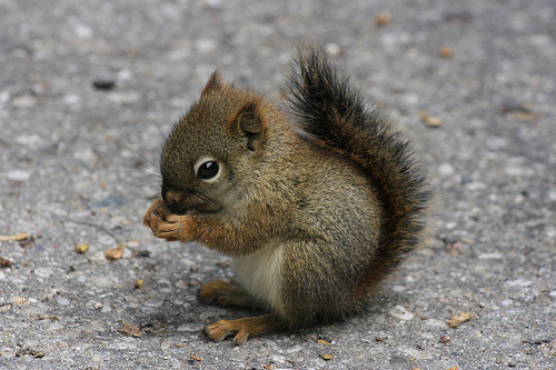 File:CuteSquirrel.jpg