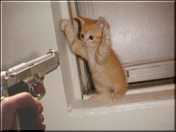 File:Gun kitty.jpg
