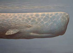File:Sperm whale1b.jpg