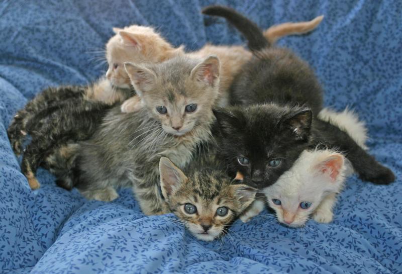 File:Kitten pile.jpg