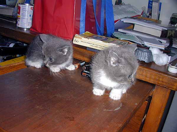 File:Kitties gray evil.jpg