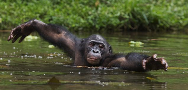 File:Monkey swimming.png