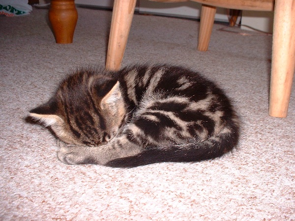 File:Kitten asleep.jpg