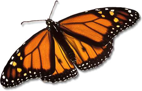 File:Monarch-butterfly large.jpg