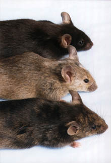File:Three mice.jpg