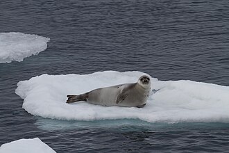 Harp Seal (Pagophilus groenlandicus), Greenland Sea IMG 5006.jpg