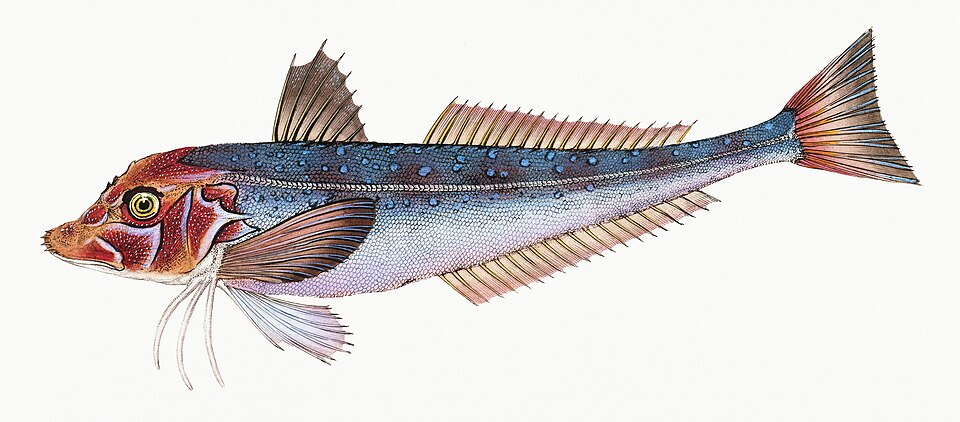 Illustration from The Natural History of British Fishes (1802) by Edward Donovan, digitally enhanced by rawpixel-com 27.jpg