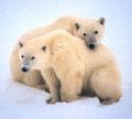 Polar.Bears.jpg