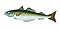 Illustration from The Natural History of British Fishes (1802) by Edward Donovan, digitally enhanced by rawpixel-com 12.jpg