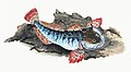Illustration from The Natural History of British Fishes (1802) by Edward Donovan, digitally enhanced by rawpixel-com 31.jpg