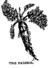 Parsnip357.gif