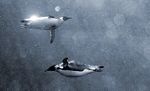 Penguins Under Sea.jpg