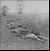 Antietam dead bury.jpg