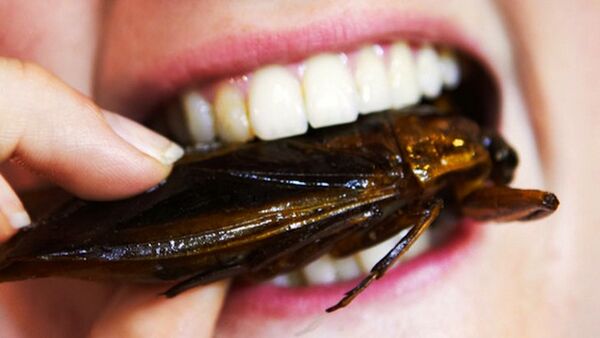 Cockroach - Uncyclopedia, the content-free encyclopedia