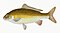 Illustration from The Natural History of British Fishes (1802) by Edward Donovan, digitally enhanced by rawpixel-com 100.jpg