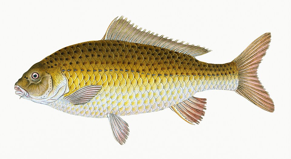 Illustration from The Natural History of British Fishes (1802) by Edward Donovan, digitally enhanced by rawpixel-com 100.jpg