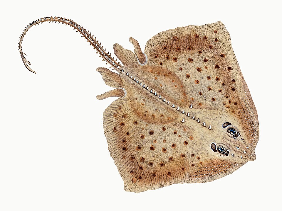 Illustration from The Natural History of British Fishes (1802) by Edward Donovan, digitally enhanced by rawpixel-com 19.jpg