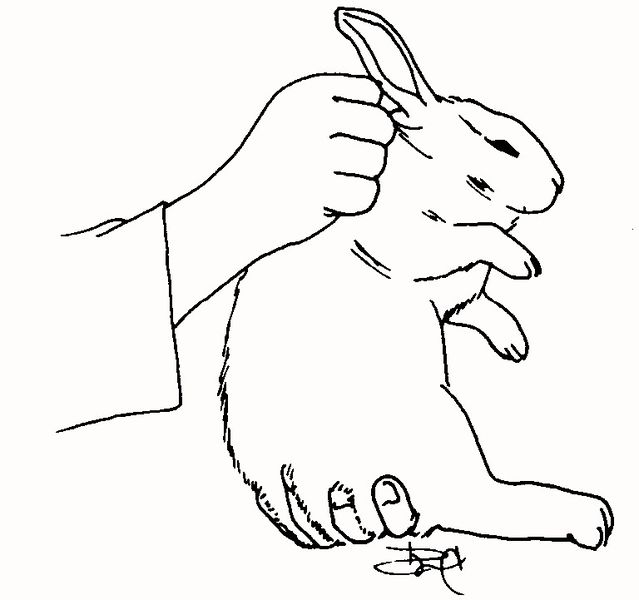 File:Rabbit3.jpg