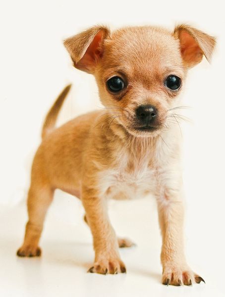 File:Chihuahua.jpg