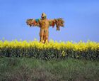 File:Scarecrow standing.jpg
