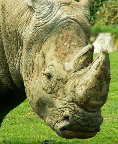 File:Rhinoceros.jpg