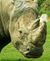 Rhinoceros.jpg