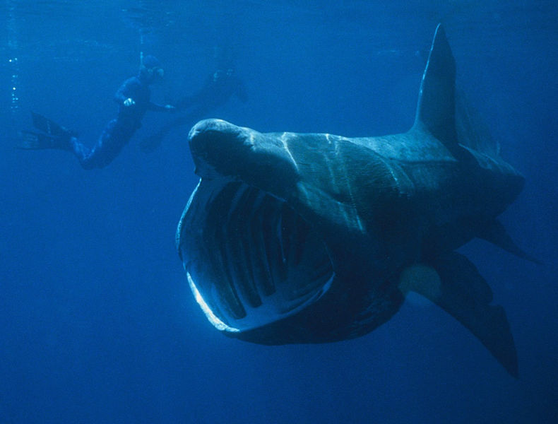 File:Basking Shark.jpg