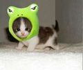 Best-funny-pictures frog-o-kitty.jpg