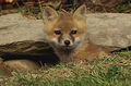Fox Pup.jpg