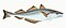 Illustration from The Natural History of British Fishes (1802) by Edward Donovan, digitally enhanced by rawpixel-com 32.jpg