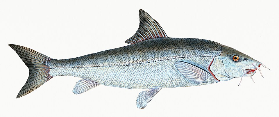 Illustration from The Natural History of British Fishes (1802) by Edward Donovan, digitally enhanced by rawpixel-com 26.jpg