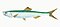 Illustration from The Natural History of British Fishes (1802) by Edward Donovan, digitally enhanced by rawpixel-com 45.jpg