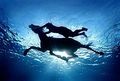 Blue horse underwater3.jpg