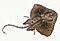 Illustration from The Natural History of British Fishes (1802) by Edward Donovan, digitally enhanced by rawpixel-com 104.jpg