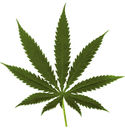 Leaf of Marijuana.jpg