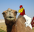 Chicken Camel Love.png