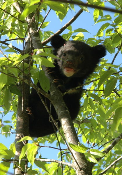 File:12-cub on tree.jpg