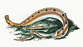 Illustration from The Natural History of British Fishes (1802) by Edward Donovan, digitally enhanced by rawpixel-com 24.jpg