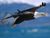 Bald-eagle-flight.jpg