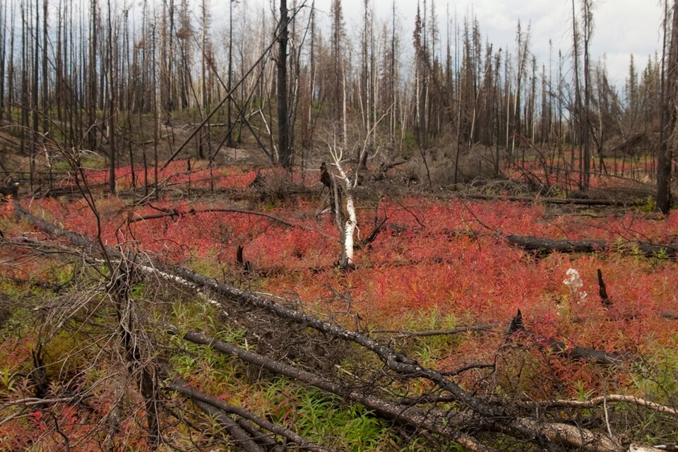 960px-Fireweed_Near_Roadside_Alaska.jpg