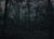 Forest Dark.jpg