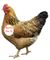 Hen named Ty.jpg