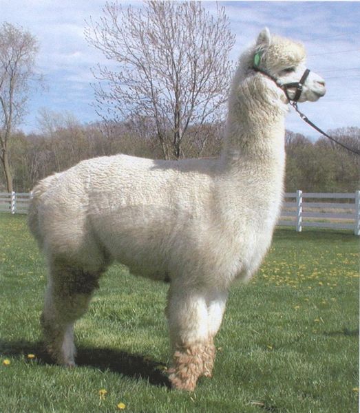 File:Zodiac alpaca dante.jpg